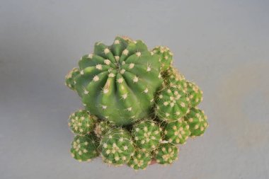 Kaktüs saksıda, gri arka planda..