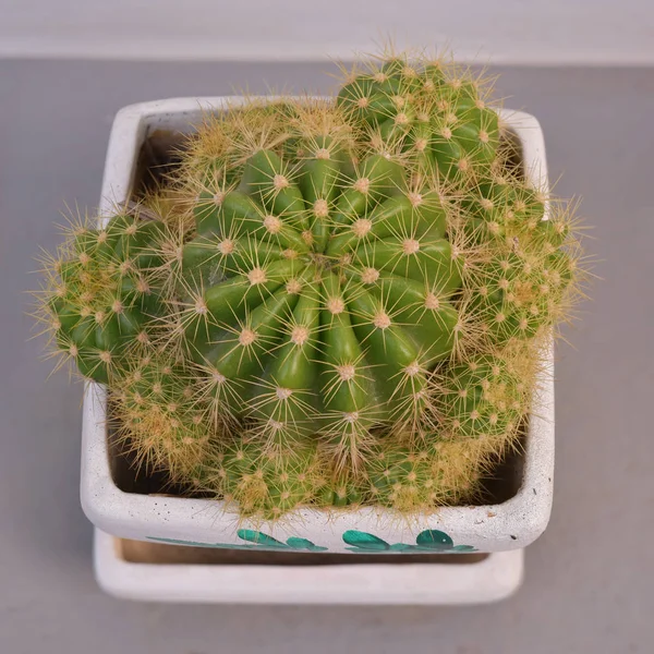 Cactus en pot de fleurs sur fond gris . — Photo