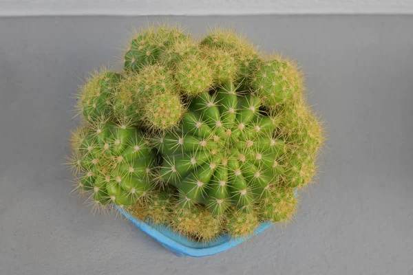 Cactus en pot de fleurs sur fond gris . — Photo