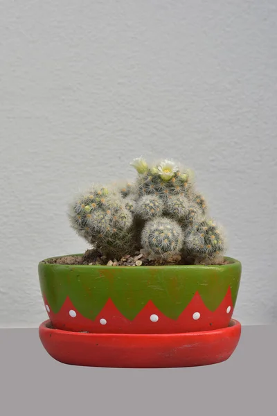 Cactus in flowerpot over gray background. — Stock Photo, Image