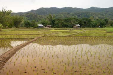 Tayland 'daki pirinç tarlası..