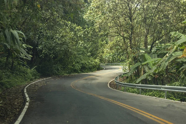 Strada sinuosa nella foresta sempreverde . — Foto Stock