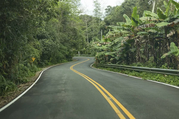 Strada sinuosa nella foresta sempreverde . — Foto Stock