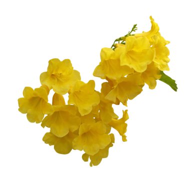 Beyaz arkaplanda izole edilmiş sarı çiçekler.