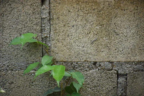 Pflanzen, die an der Zementwand wachsen. — Stockfoto
