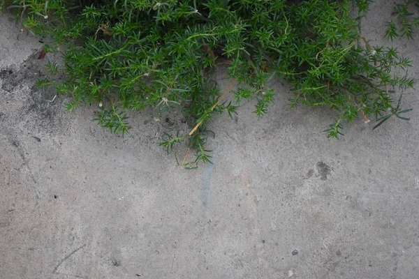 Fundo abstrato da parede de tijolo velho com planta verde no quadro — Fotografia de Stock