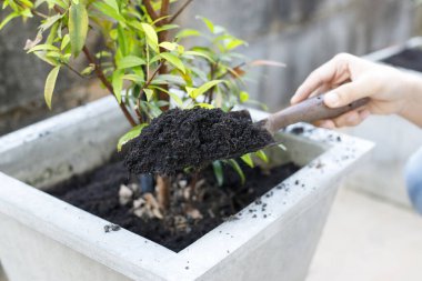 Bir kız eli kürekle toprak ve toprak kazar. Yakın plan, bahçe ve bahçe işleri kavramı..