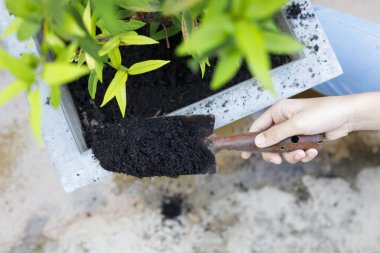 Bir kız eli kürekle toprak ve toprak kazar. Yakın plan, bahçe ve bahçe işleri kavramı..