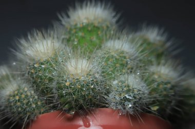 Yakın plan kaktüs fotoğrafı..