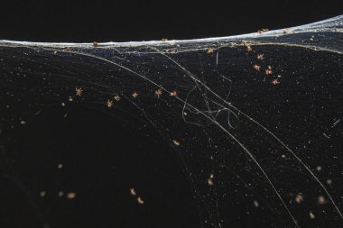 Sarmaşık üzerindeki örümcek ağında asılı bir yuvadan yumurtadan çıkan bir grup genç örümcek; araknofobi; bir sürü küçük örümcek.