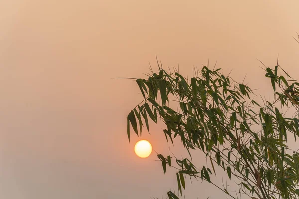 Árvores Bambu Pôr Sol — Fotografia de Stock