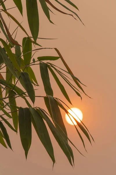 Бамбуковые Деревья Вечерний Закат — стоковое фото