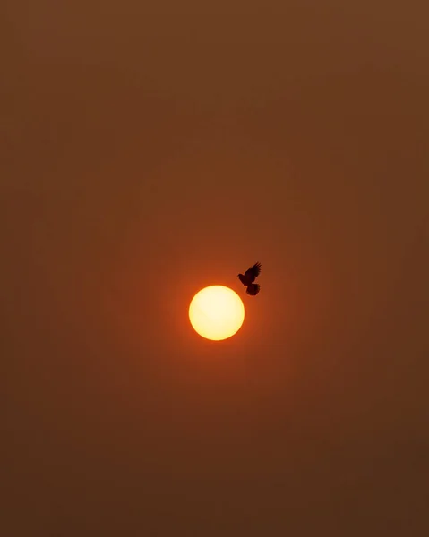 Aves Volando Con Sol — Foto de Stock