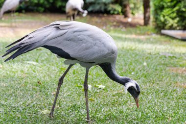 Bahçede yürüyen güzel matmazel Crane (Grus virgo)