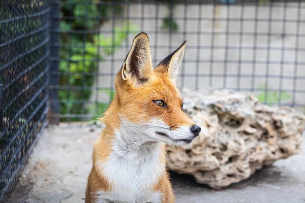 Portrait Jeune Renard Assis Dans Cage Photo De Stock