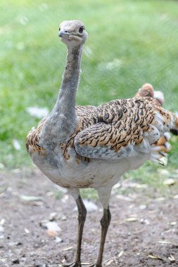 Parkta yürüyen koca adam.