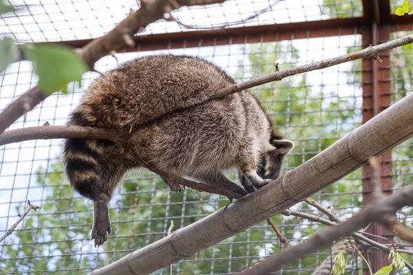 Racoon Sentado Árbol Dentro Jaula — Foto de Stock