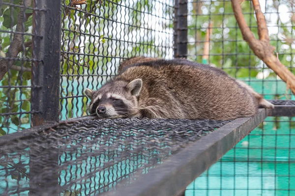 Racoon Durmiendo Dentro Jaula — Foto de Stock