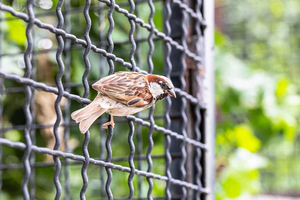 Sparrow Zittend Een Hek — Stockfoto