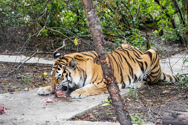 Tiger Lying Ground Eating Piece Meat — Stock Photo, Image