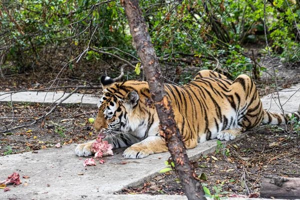 Tiger Liegt Auf Dem Boden Und Frisst Stück Fleisch — Stockfoto