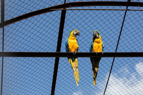 Par Arara Azul Amarela Sentado Dentro Gaiola — Fotografia de Stock