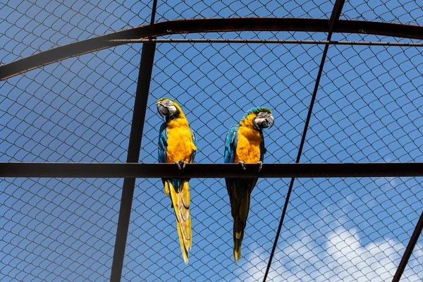 Pair Blue Yellow Macaw Sitting Cage — Stock Photo, Image