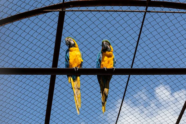 Par Arara Azul Amarela Sentado Dentro Gaiola — Fotografia de Stock