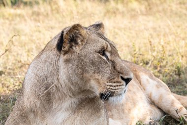 Çimenlerde yatan güzel dişi aslanın portresi.