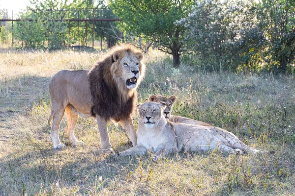 Leeuw Met Twee Leeuwinnen Savanne Bij Zonsondergang — Stockfoto