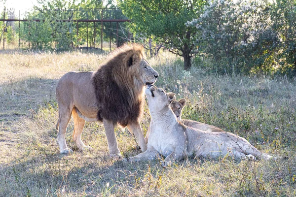 Leeuw Met Twee Leeuwinnen Savanne Bij Zonsondergang — Stockfoto