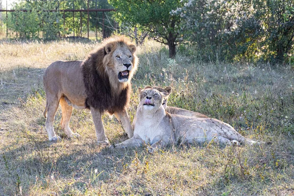 Leão Com Duas Leoas Savana Durante Pôr Sol — Fotografia de Stock