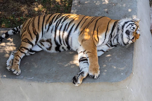 Tiger Lying Pool — 스톡 사진
