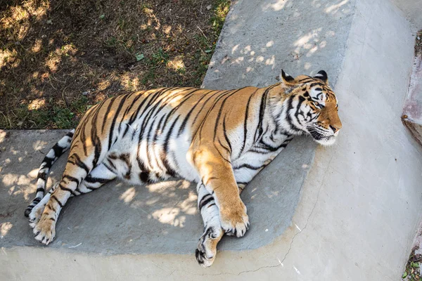 Тигр Лежит Бассейна — стоковое фото