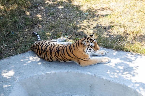 Тигр Лежит Бассейна — стоковое фото