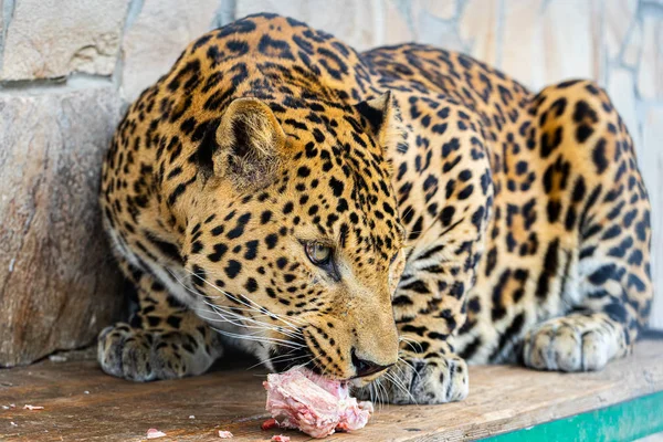 Leopardo Comer Pedaço Carne — Fotografia de Stock