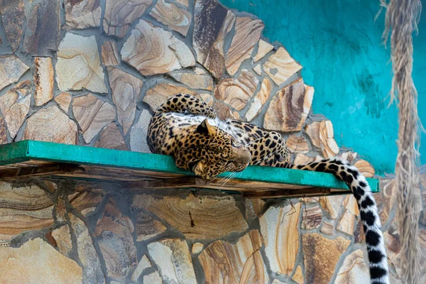 Grande Leopardo Deitado Bordo — Fotografia de Stock