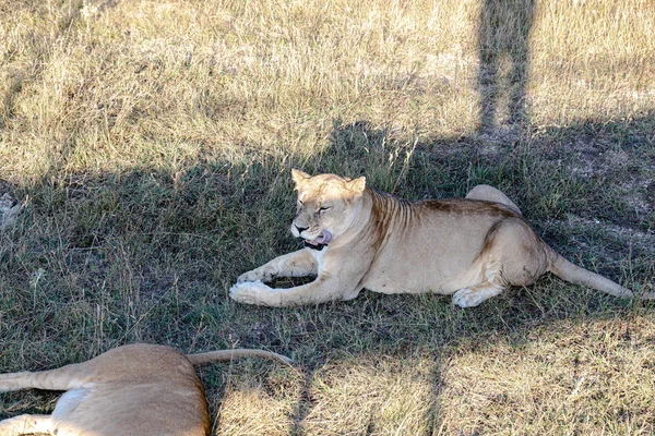 Львица Лежит Земле — стоковое фото