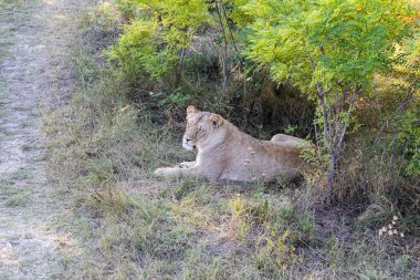 Dişi aslan yolun yakınındaki çalılıklarda yatıyor.