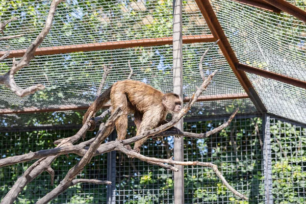 ツリーに登るカプチン猿 — ストック写真