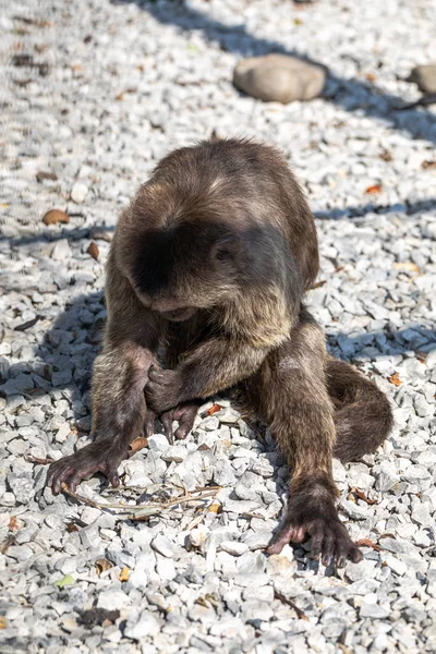 Mono Capuchino Sentado Suelo Limpiándose — Foto de Stock