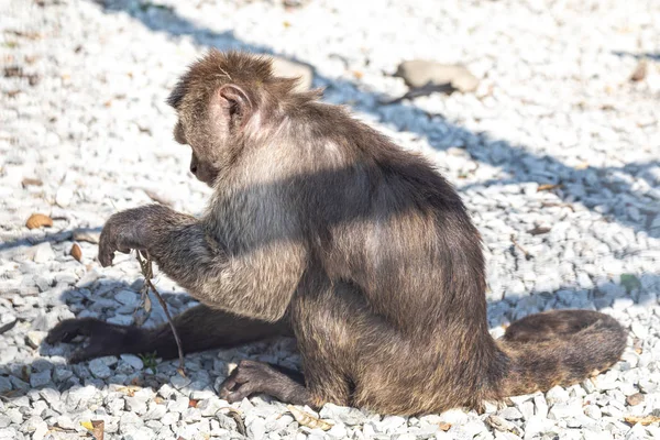 カプチン猿は地面に座って枝と遊ぶ — ストック写真