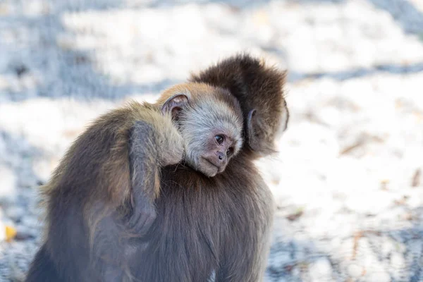Portrait Little Capuchin Monkey — ストック写真