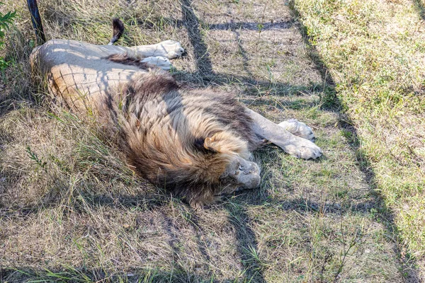 Grote Leeuw Slaapt Gras — Stockfoto