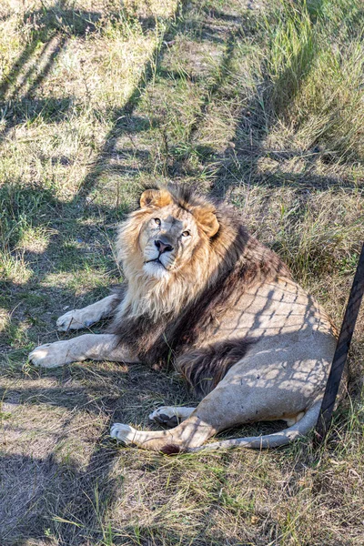 Wielki Lew Leżący Trawie — Zdjęcie stockowe