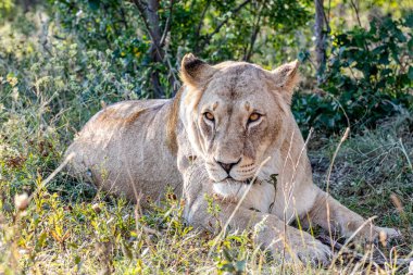 Güzel dişi aslan gün batımında çimenlerde uzanıyor.