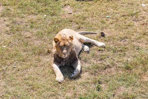 Leão Jovem Deitado Grama — Fotografia de Stock