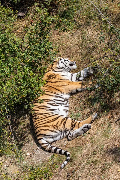 Тигр Лежит Траве Между Деревьями — стоковое фото
