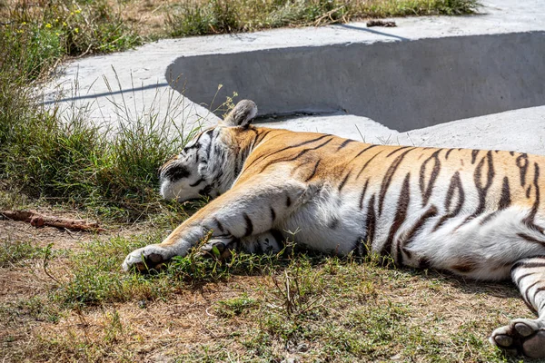 Красивый Тигр Лежит Траве Бассейна — стоковое фото