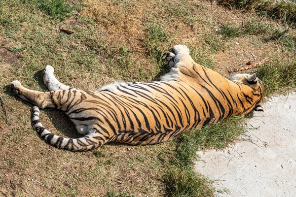 Красивый Тигр Лежит Траве — стоковое фото